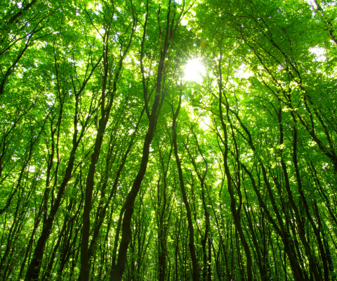 Związek Powiatów Polskich proponuje rozszerzenie katalogu zadań finansowanych ze środków Lasów Państwowych