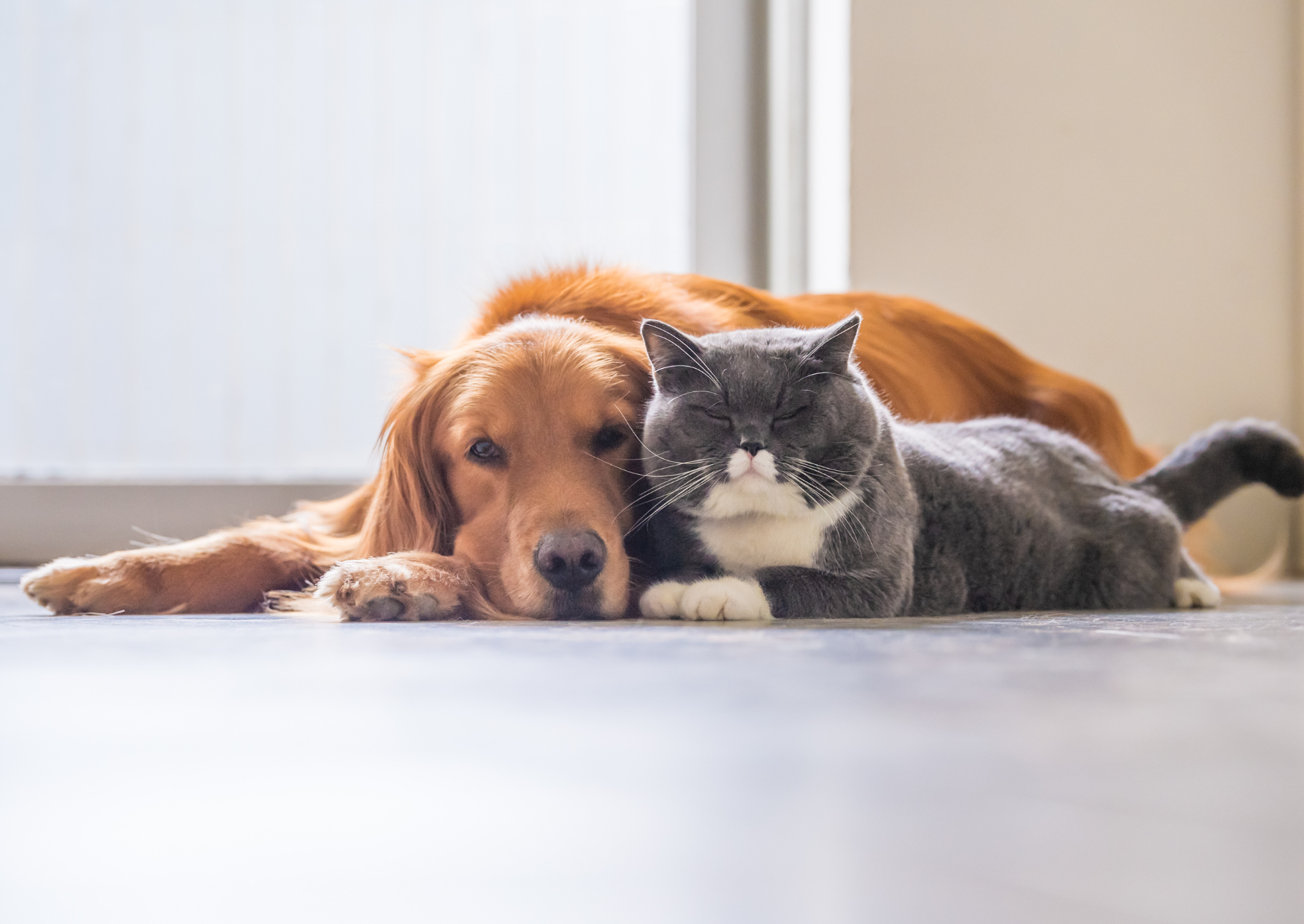 ZPP proponuje rozszerzenie uprawnień kontrolnych w zakresie rejestracji psów i kotów
